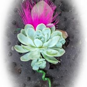 fwthumbButtonhole Succulent With Feather.jpg